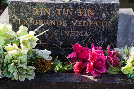 Rin Tin Tins Grave
